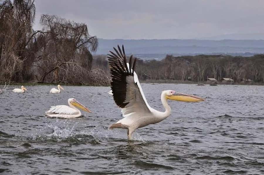 HELL'S GATE AND LAKE NAIVASHA BOAT RIDE FROM NAIROBI. - Lake Naivasha by boat
