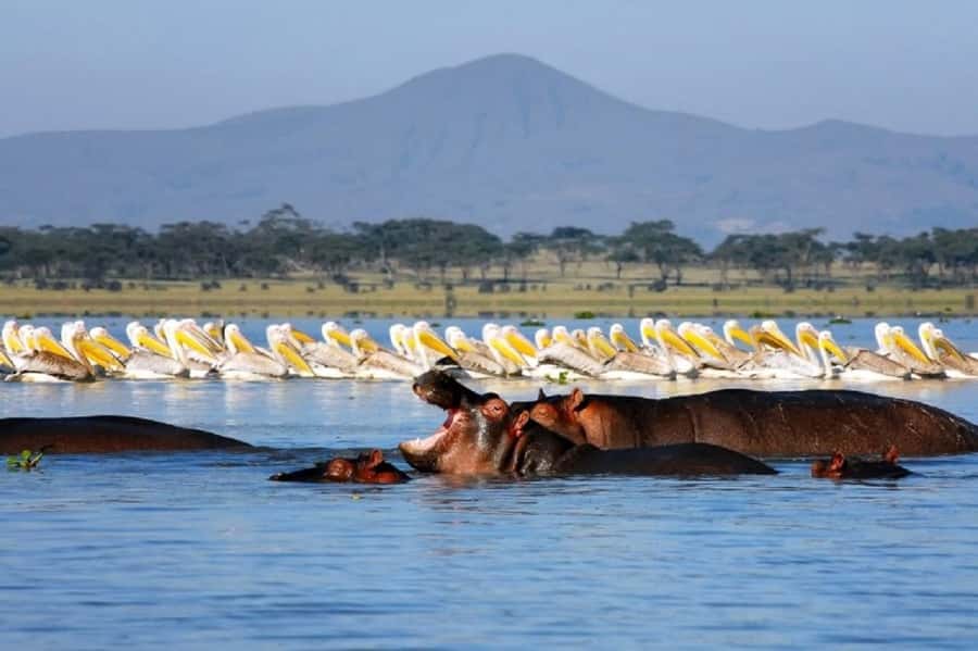 HELL'S GATE AND LAKE NAIVASHA BOAT RIDE FROM NAIROBI. - Timing, comfort, and practical planning
