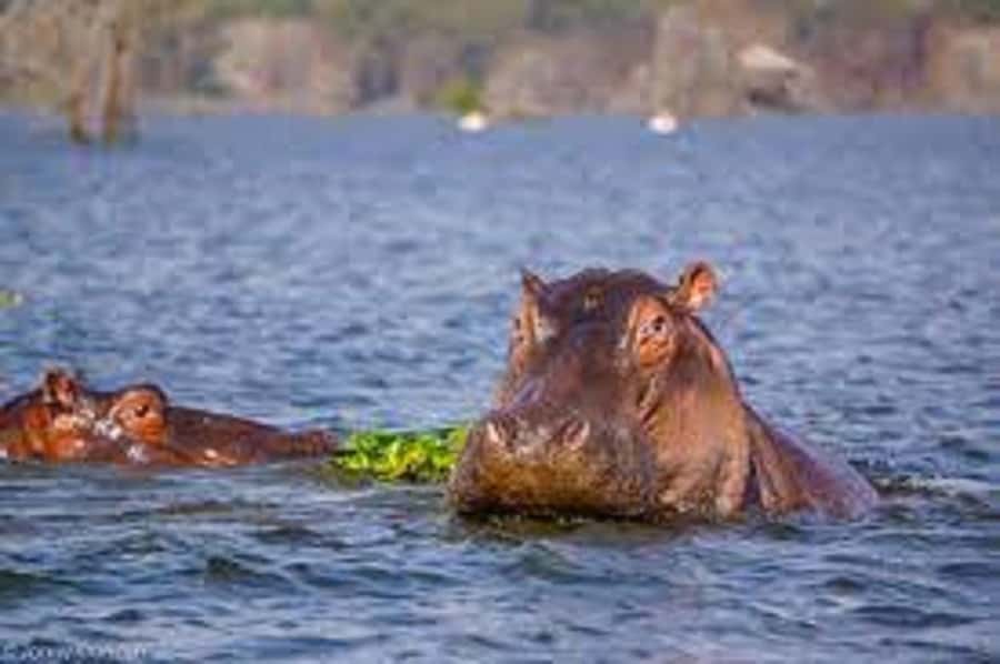 HELL'S GATE AND LAKE NAIVASHA BOAT RIDE FROM NAIROBI. - Should you book Hell’s Gate and Lake Naivasha?