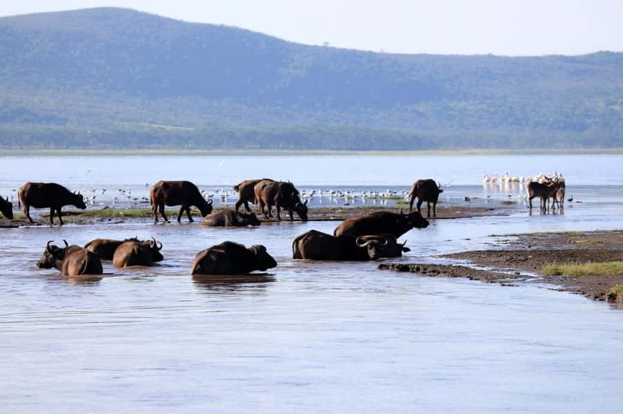 Hell's Gate and Lake Naivasha Guided Day Trip - Why this day trip works from Nairobi