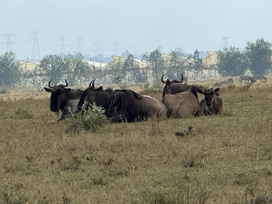 Hell's Gate Bike Ride & Crescent Island Boat Ride Experience - Lake Naivasha brings a calmer second half