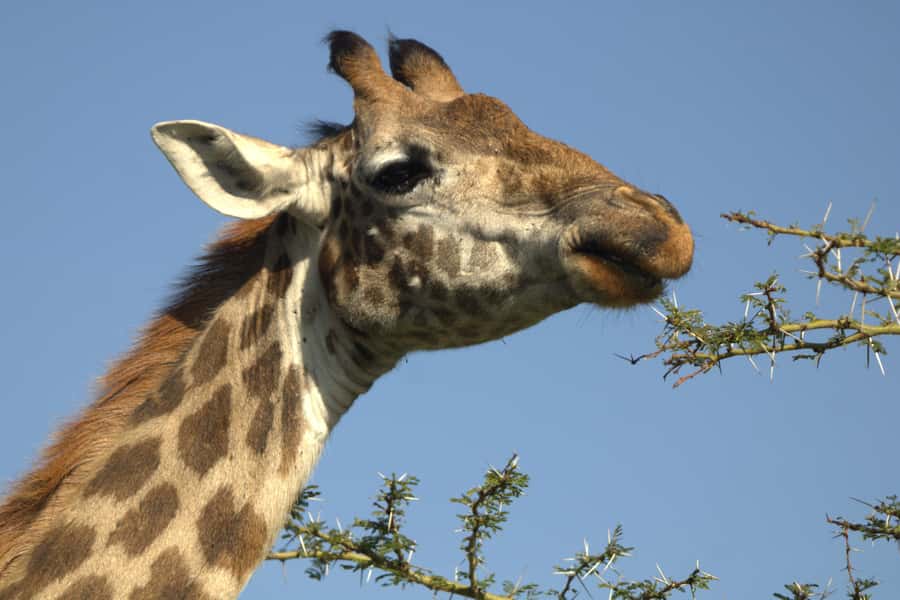 Hell's Gate & Lake Naivasha: Bike Tour, Hike & Boat Ride - Lake Naivasha brings a quieter second act