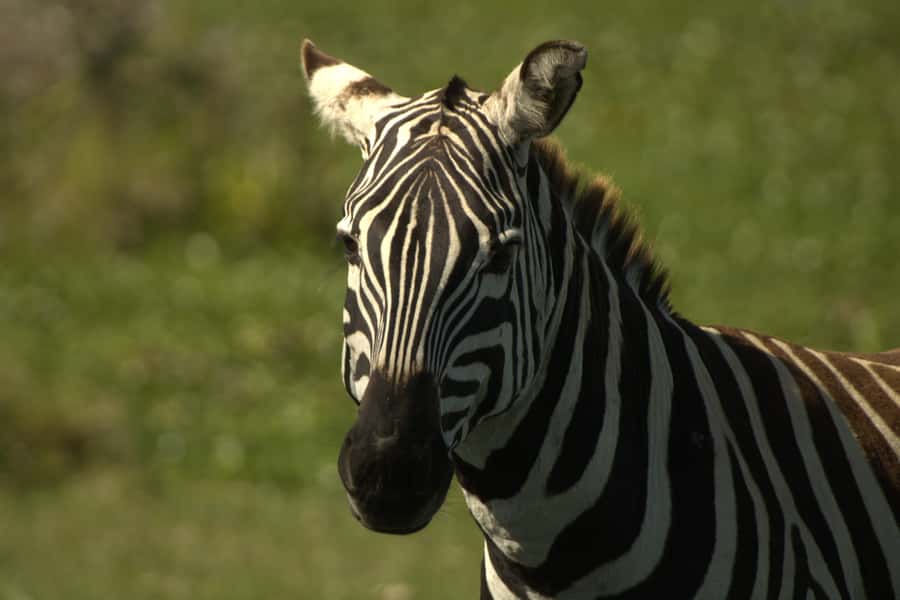 Hell's Gate & Lake Naivasha: Bike Tour, Hike & Boat Ride - The optional Fishermans Campsite night