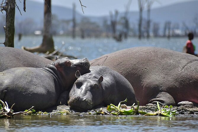 Hell's Gate National Park and Lake Naivasha Private Tour - The optional Lake Naivasha boat ride