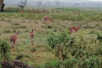Hell’s Gate National Park Private Bike Tour from Nairobi