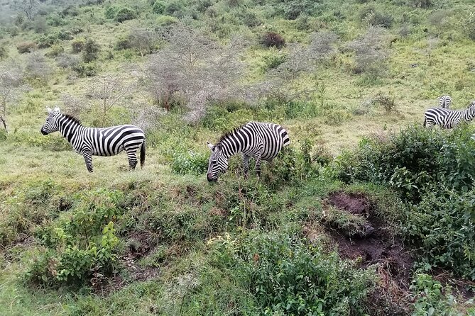 Hell's Gate National Park Private Bike Tour from Nairobi - The drive back to Nairobi by 6 p.m.