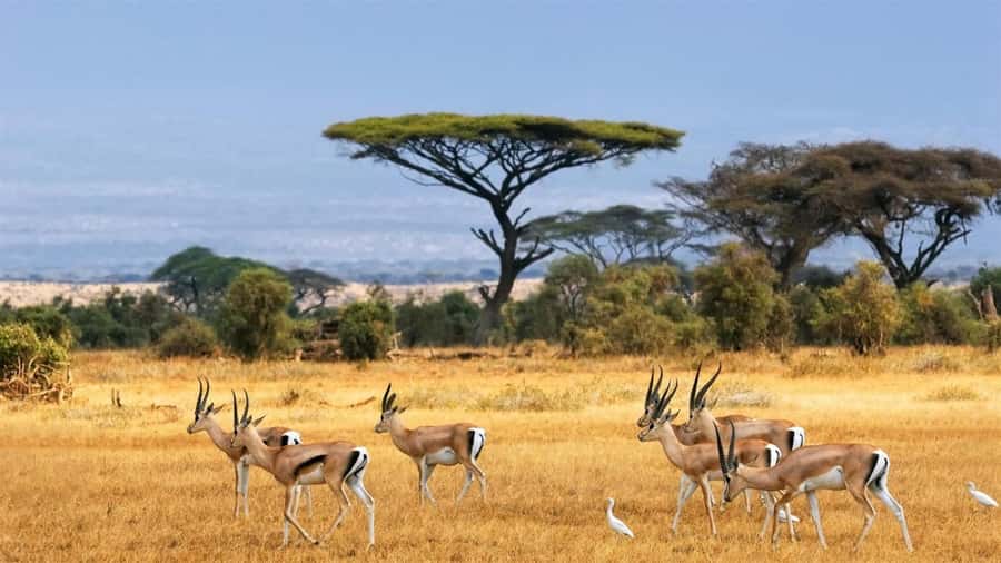Hells Gate National Park and Lake Naivasha Day Tour - Key points to know before you go
