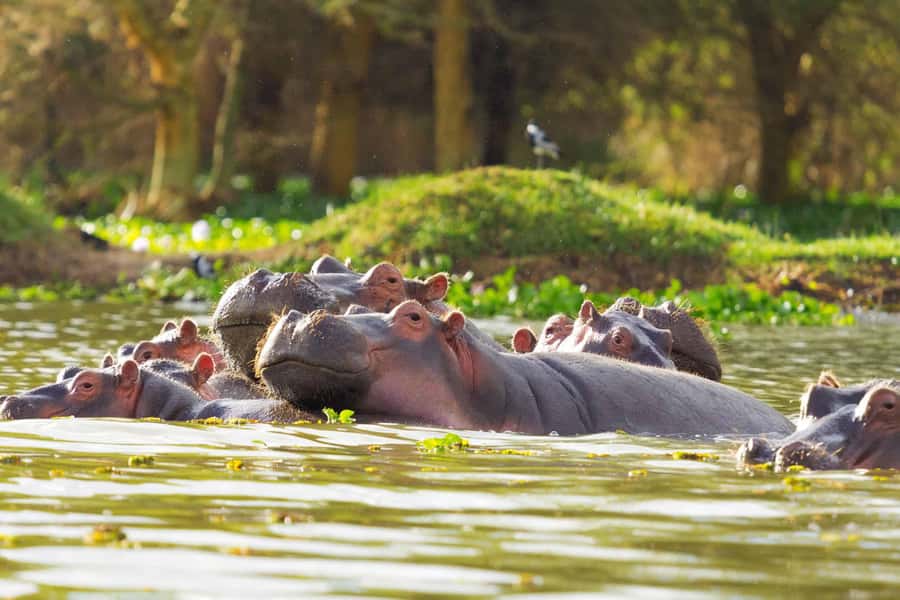Hellsgate and Lake Naivasha Day Trip from Nairobi - Why this Nairobi day trip works so well
