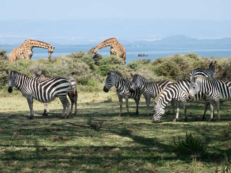 Hellsgate and Lake Naivasha Day Trip from Nairobi - Lake Naivasha and the optional boat ride