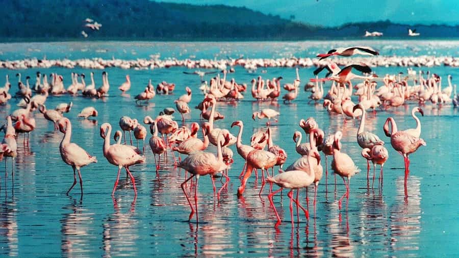 Hellsgate and Lake Naivasha Day Trip from Nairobi - The Great Rift Valley viewpoint starts the day
