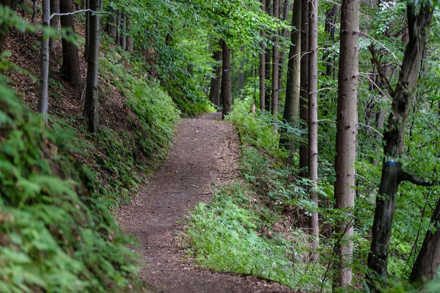 Hike in The Karura Forest - Final verdict: a worthwhile city nature break