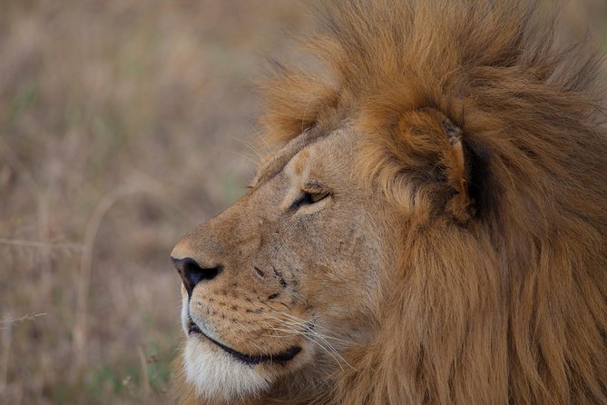 Introducing Kenya Safari Package - Maasai Mara And The BIG FIVE