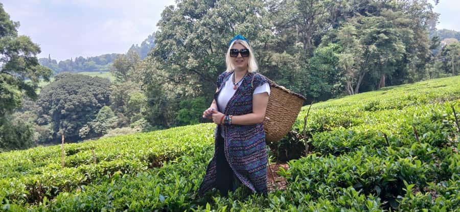 Kaimbethu tea farm tour and lunch package - Why Kiambethu makes a good Nairobi day trip