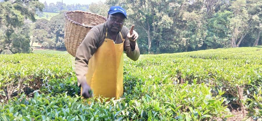 Kaimbethu tea farm tour and lunch package - Walking through the tea fields and indigenous forest