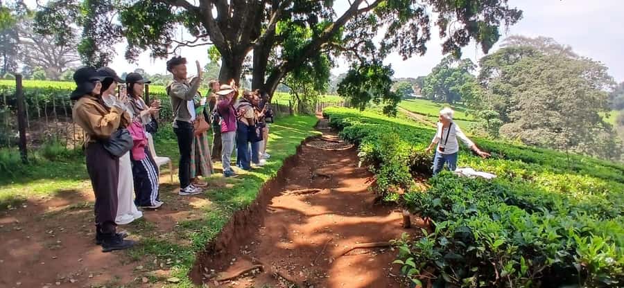Kaimbethu tea farm tour and lunch package - Booking advice and final verdict