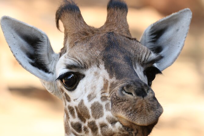 Karen Blixen Museum, Beads craft and Giraffe Day tour - Should you book it?