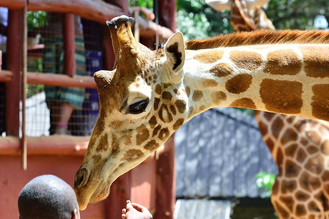 Karen Blixen Museum & Giraffe Centre Half day tour - Why this half-day pairing works in Nairobi