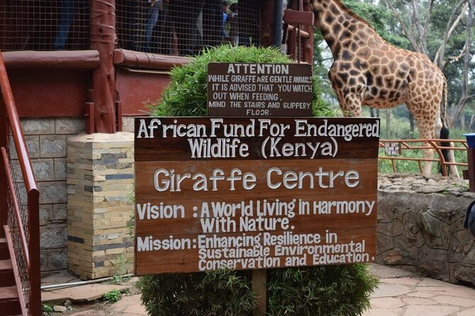Karen Blixen Museum & Giraffe Centre Half day tour - Meeting the giraffes at the Giraffe Centre