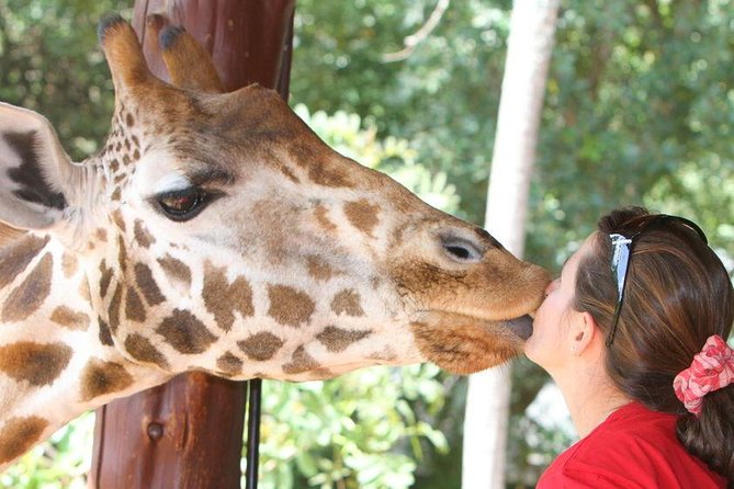 Karen Blixen Museum & Giraffe Centre Half day tour - Practical tips for a smoother visit