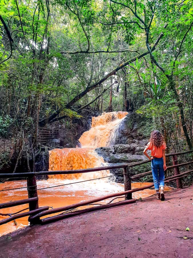 Karura forest A walking tour from Nairobi - Key Points Before You Book