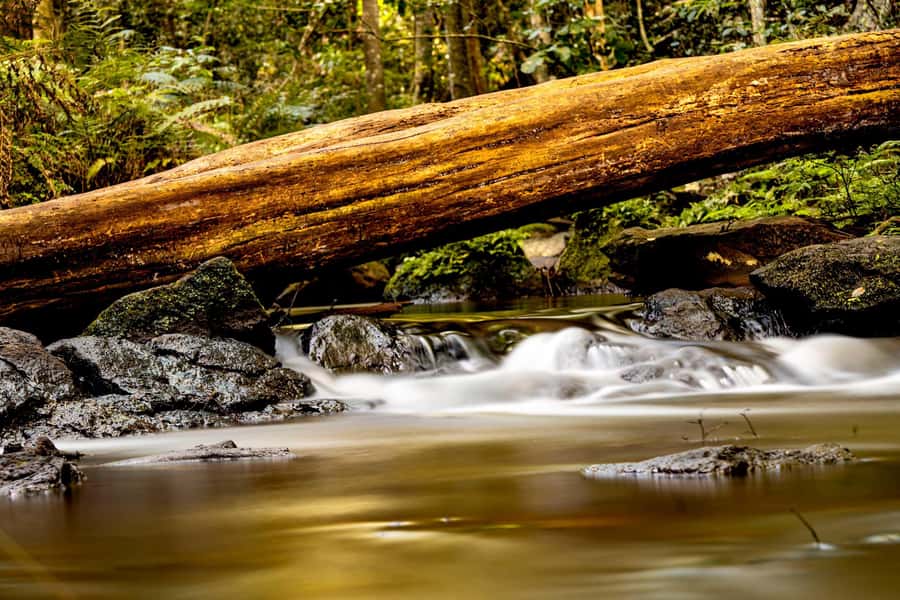 Karura forest A walking tour from Nairobi - Karura Falls and the Forest’s Cool Water