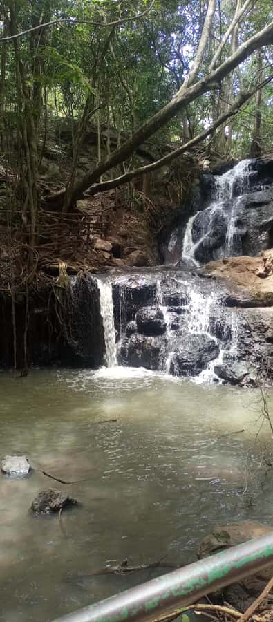 Karura forest: A walking tour into Nairobi's Nature Oasis - Under the canopy: a gentle start to the three-hour route