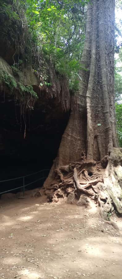Karura forest: A walking tour into Nairobi's Nature Oasis - Karura Waterfalls: the walk’s quiet centerpiece
