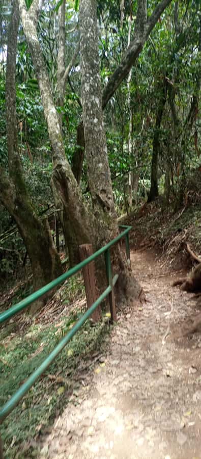 Karura forest: A walking tour into Nairobi's Nature Oasis - The Mau Mau Caves and Kenya’s independence story