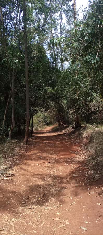 Karura forest: A walking tour into Nairobi's Nature Oasis - Who will enjoy this walk most