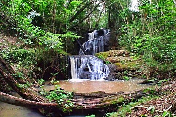 Karura Forest Hiking and Bike Tour - Why Karura Forest works so well for a half-day