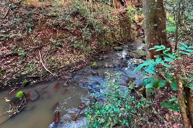 Karura Forest Nature Trail - Why Karura Forest makes a good Nairobi escape