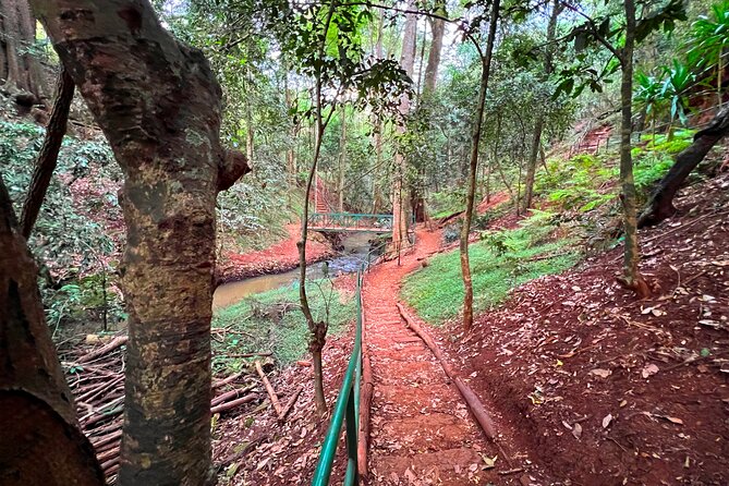 Karura Forest Nature Trail - Wildlife watching, from colobus monkeys to crowned eagles