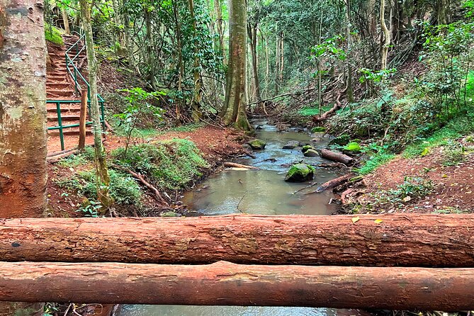 Karura Forest Nature Trail - Is $90 per person fair value?