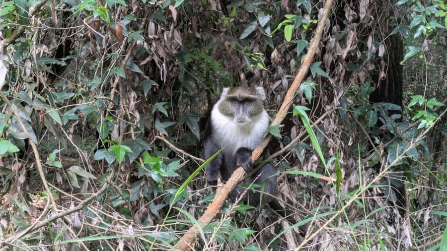 Karura Forest: Walking tour with Nature and Waterfalls. - Two waterfalls and the best photo moments