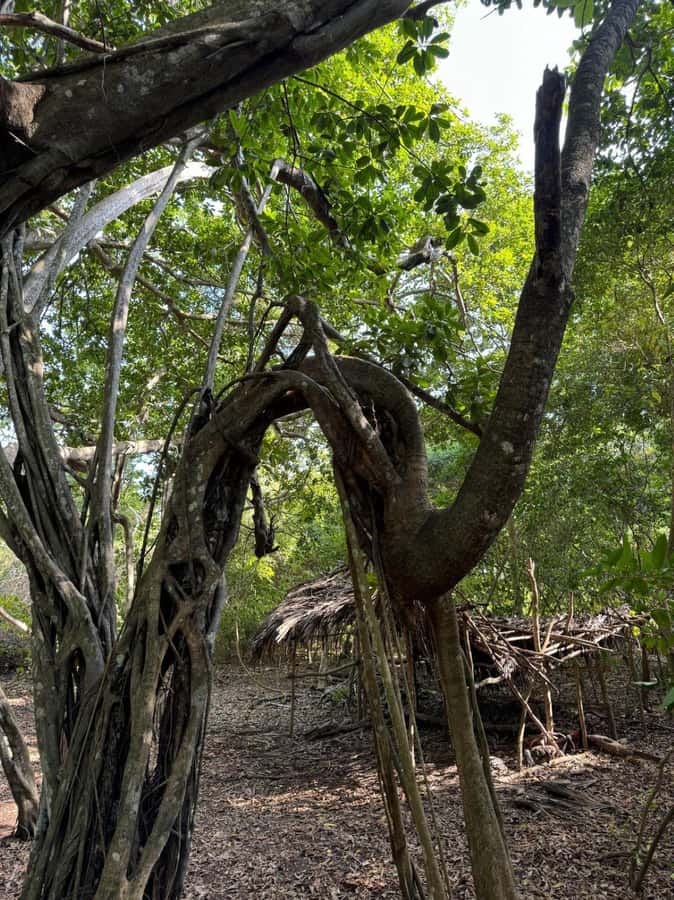 Kaya Kinondo Sacred Forest Guided Tour - Key points to know before you go