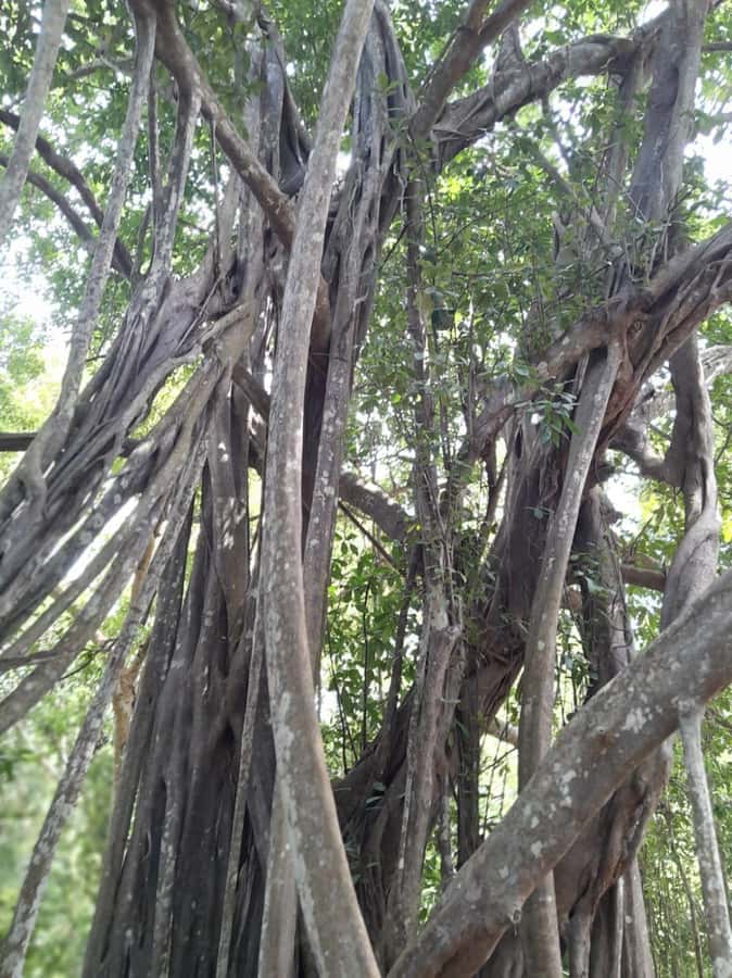 Kaya Kinondo Sacred Forest Guided Tour - Why Kaya Kinondo is more than a nature walk