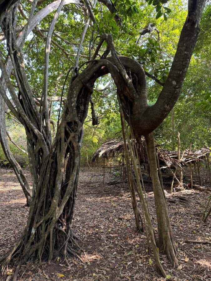 Kaya Kinondo Sacred Forest Guided Tour - The welcome hall and traditional attire