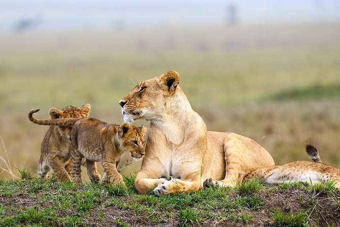 Keekorok Lodge 3 Days, 2 Nights Maasai Mara Offer - Keekorok Lodge: wildlife outside your room