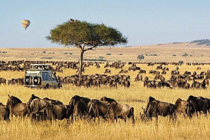 Keekorok Lodge 3 Days, 2 Nights Maasai Mara Offer - Who will enjoy this safari most?