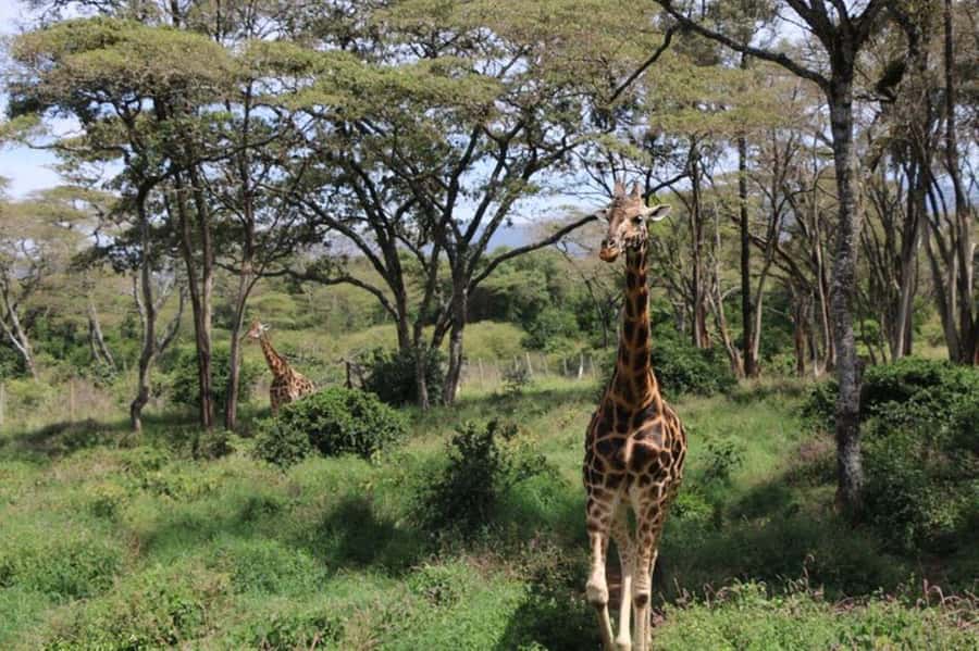 Kenya: 7-Day Big 5 Safari Tour from Nairobi - A seven-day route with four very different parks