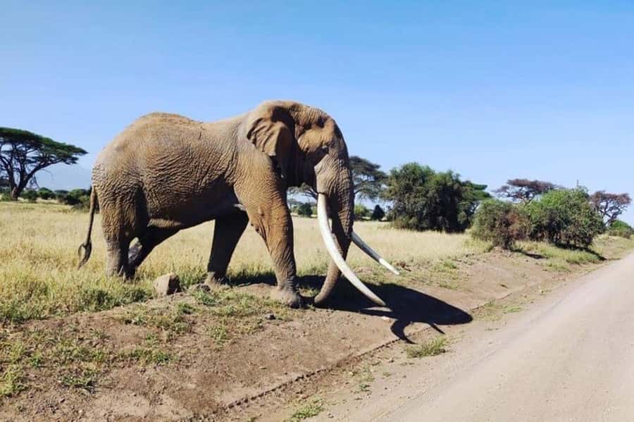 Kenya: 7-Day Big 5 Safari Tour from Nairobi - Day one: Nairobi to Maasai Mara through the Great Rift Valley