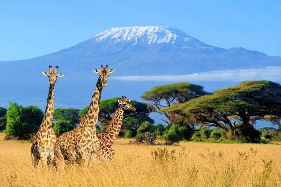 Kenya: 7-Day Big 5 Safari Tour from Nairobi - Day three: leaving the Mara for Lake Nakuru
