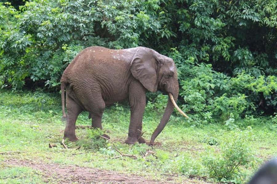 Kenya: 7-Day Big 5 Safari Tour from Nairobi - What the $247 price really means