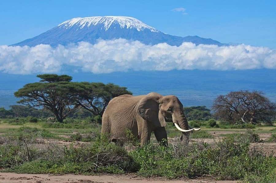 Kenya: 7-Day Big 5 Safari Tour from Nairobi - Day two: a full Maasai Mara game drive