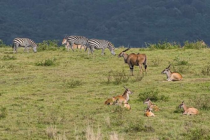 Kenya safari - Why this seven-day route works