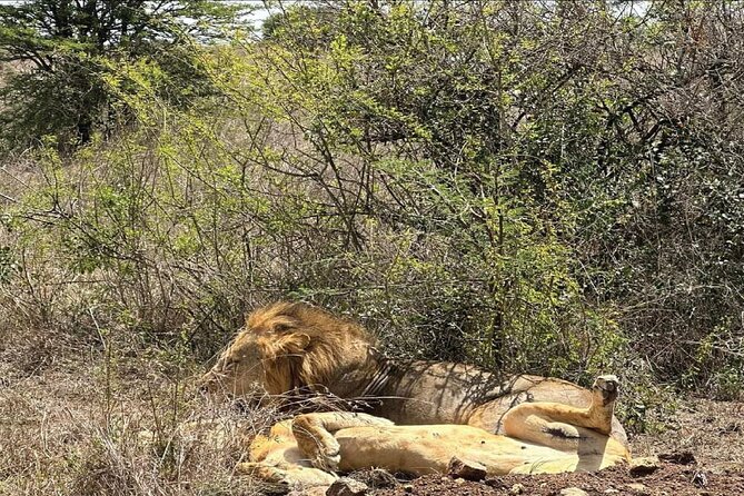 Kenya safari - Two game-drive days in Maasai Mara