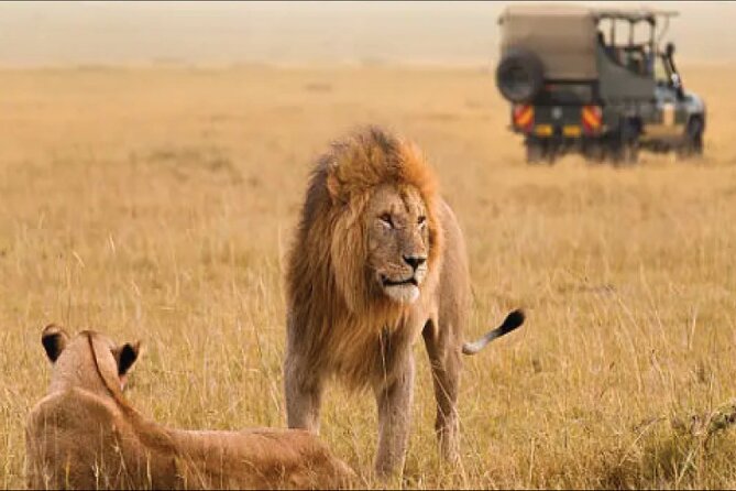 Kenya safari - Meals, transport, and private touring