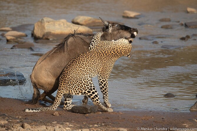 Kenya Safari: Amboseli, Lake Naivasha & Masai Mara - Day 3: Lake Naivasha changes the pace