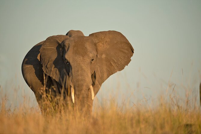 Kenya Safari: Amboseli, Lake Naivasha & Masai Mara - The guide can make or break the safari