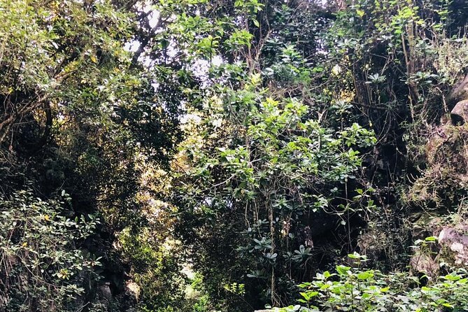 Kilimanjaro Wanderlust Day Hike - A guide-led lesson in plants, birds, and geology